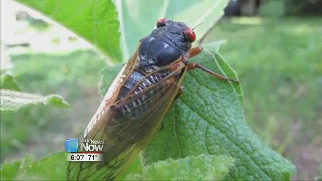 Cicadas Can Be Found in Mansfield Area